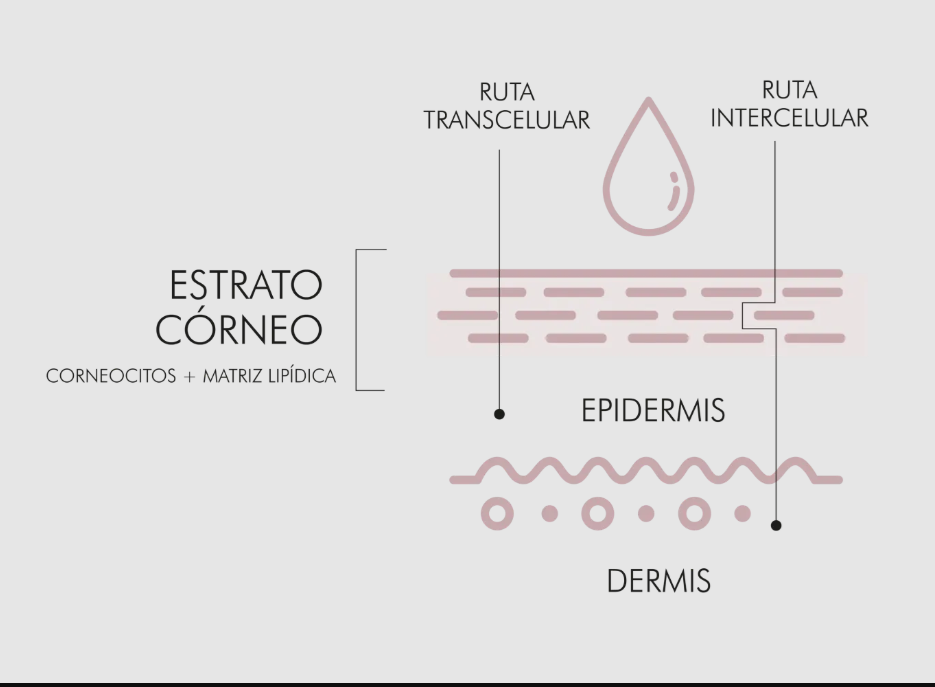 Diagrama de penetración transdérmica en la piel