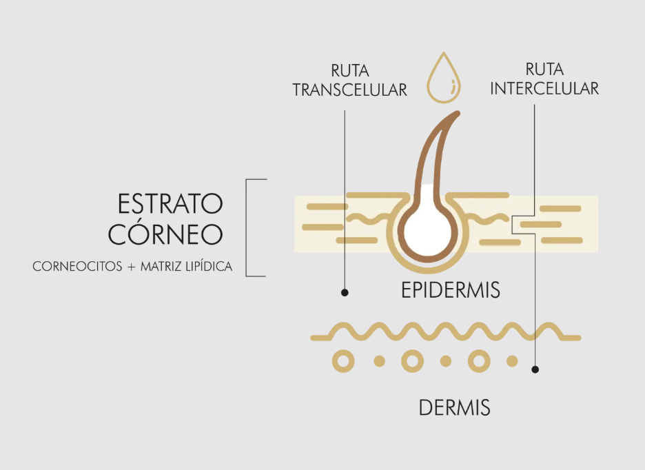 Diagrama de penetración transdérmica en el cuero cabelludo